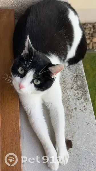 Chat perdu : Tigrou, noir et blanc, Vézelois - photo