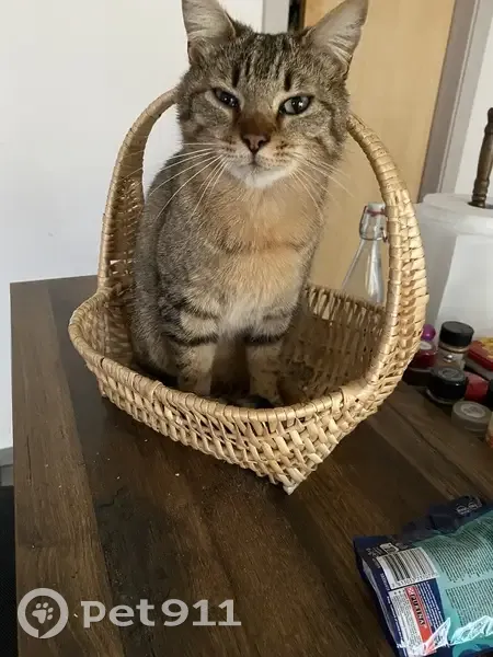 Chat tigré perdu à Cluses - photo