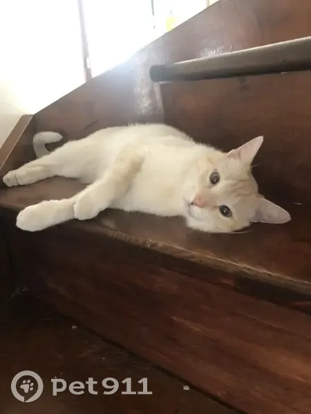 Chat crème disparu à Bagneux, 8 ans - photo