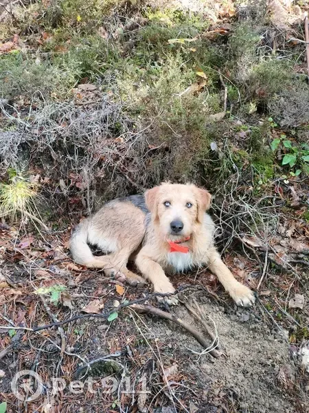 Chienne croisée disparue à La Penne - photo