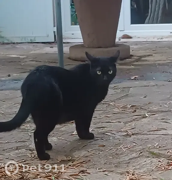 Chat noir mâle perdu à Nancy - photo