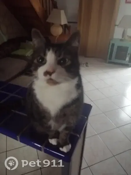 Chat perdu : Gadget, mâle castré, Durtal - photo