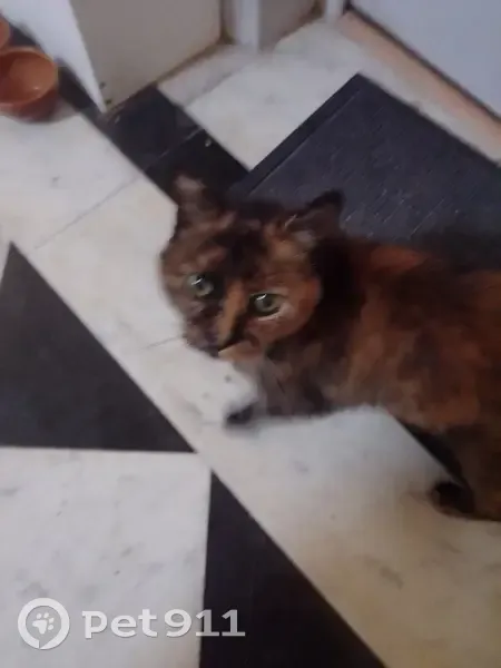 Chatte Écaille de tortue trouvée à Annesse - photo