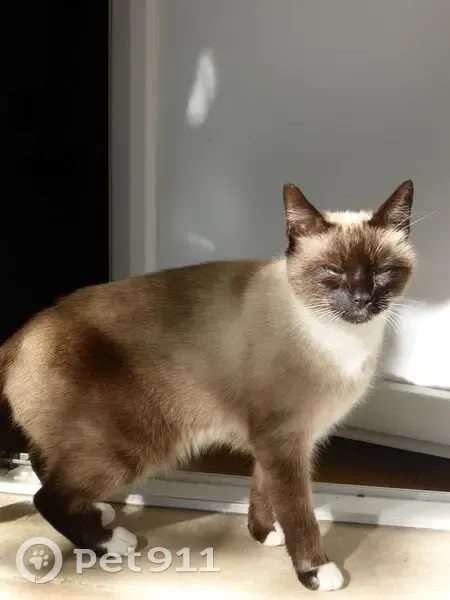 Chat siamois perdu à Pessac - photo