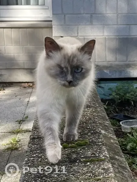 Chat sacré Birmanie trouvé, Roubaix - photo