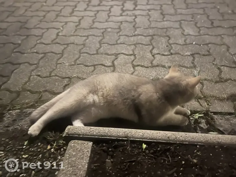 Chat trouvé rue du Chêne, Hœnheim - photo