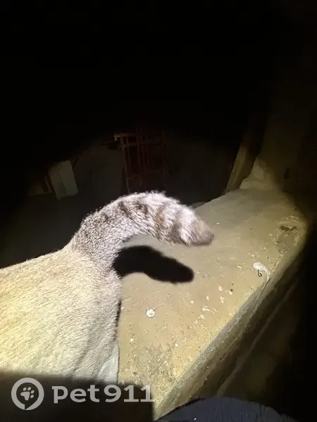 Chatte sociable trouvée à Pezens - photo
