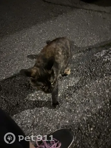 Chat femelle écailles trouvé à Chambéry - photo