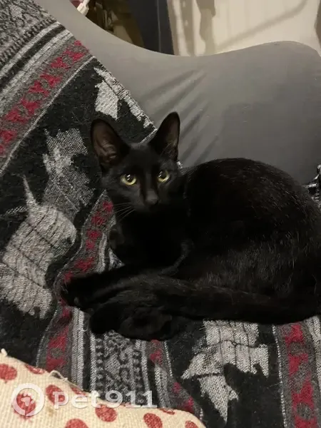 Jeune chat noir trouvé à Narbonne - photo