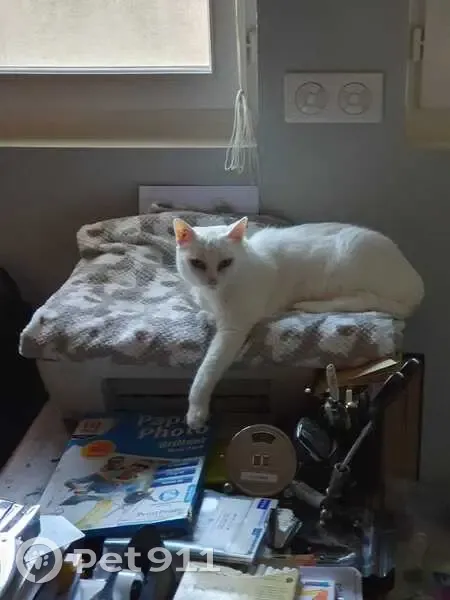 Chatte blanche sourde perdue à Lunel - photo