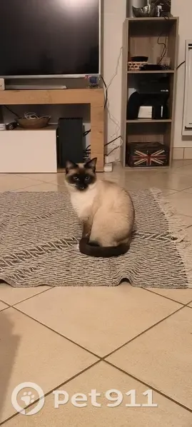 Chatte seal point disparue à Aytré - photo
