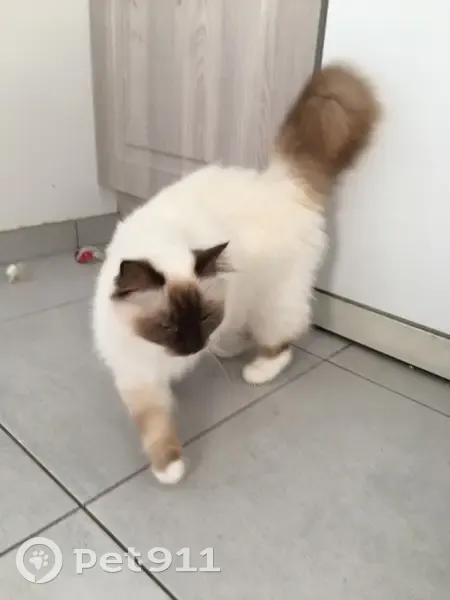 Chatte sacrée de Birmanie perdue à Barneville - photo