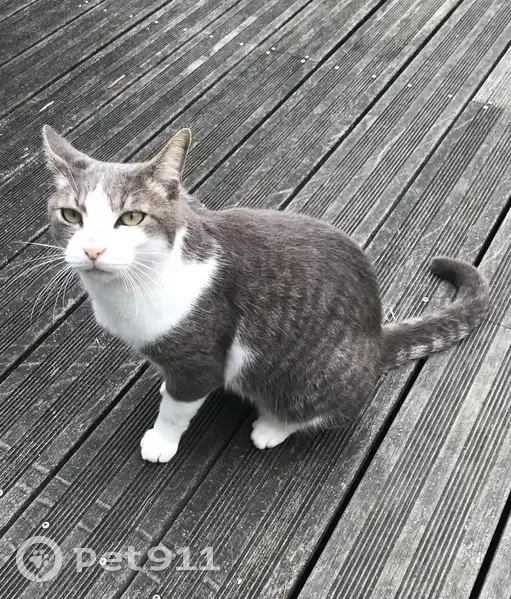Chat mâle castré trouvé, blanc/gris, Betton - photo