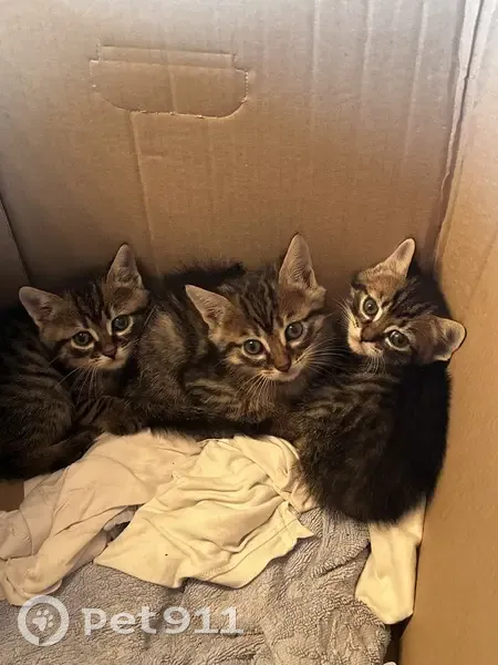Chat et 3 chatons trouvés à Lempty - photo