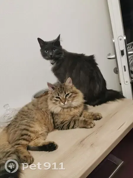 Chat perdu rue Jean Philippe Rameau - photo