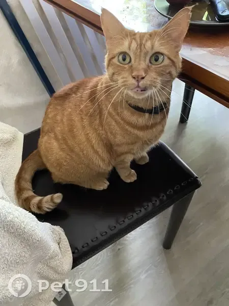Chatte stérilisée perdue à Gradignan - photo