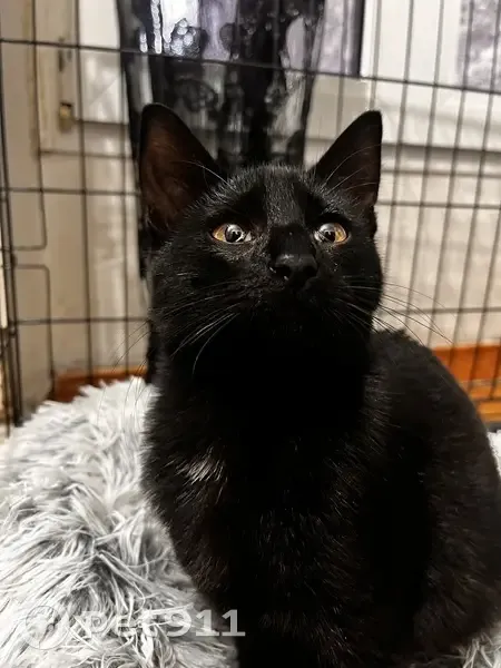 Chat noir trouvé à Corbeil-Essonnes - photo