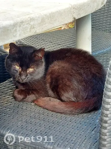Chat errant blessé cherche foyer d'accueil - photo