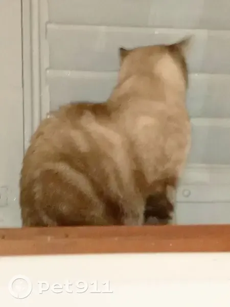 Chatte croisée siamoise perdue à Château-Gontier - photo