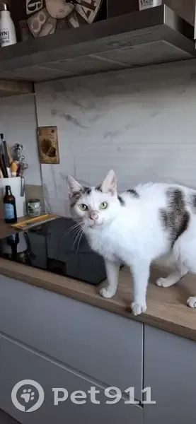 Chat blanc disparu, craintif, Caumont-sur-Durance - photo