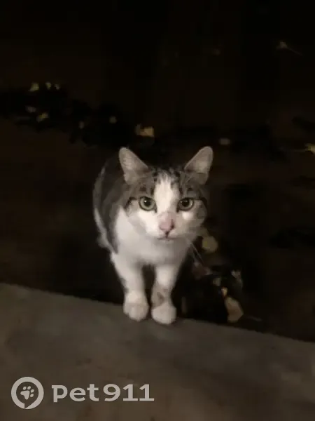 Chat femelle tigrée trouvée à Poitiers - photo