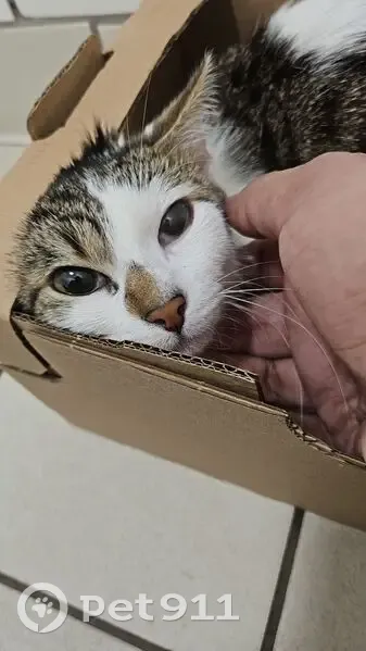 Jeune chat mâle tricolore trouvé Besançon - photo
