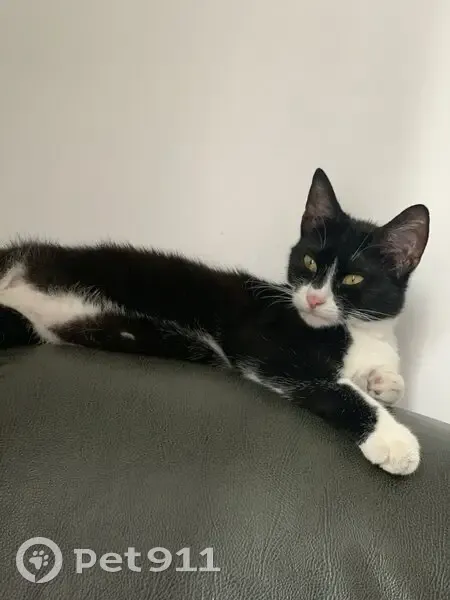 Scotty, chatte sociable disparue à Montreuil - photo