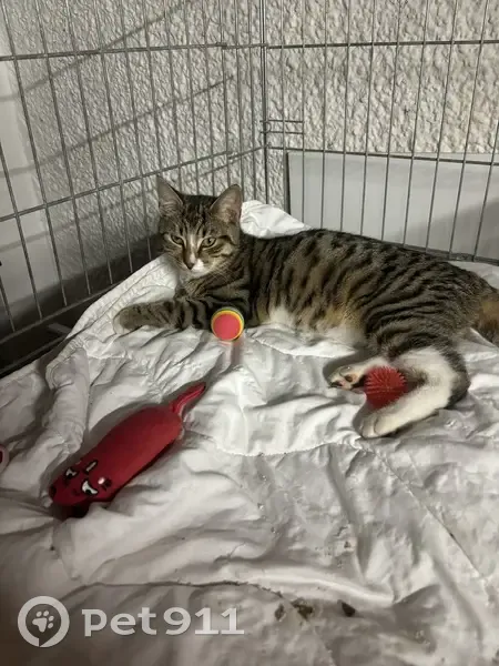 Chat trouvé : jeune minette tigrée blanche - photo