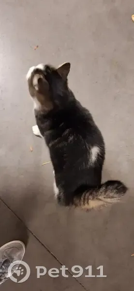 Chatte trouvée affectueuse à Lille - photo