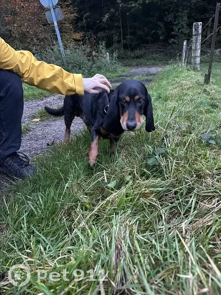 Chien noir type basset trouvé à Val-de-Saâne - photo