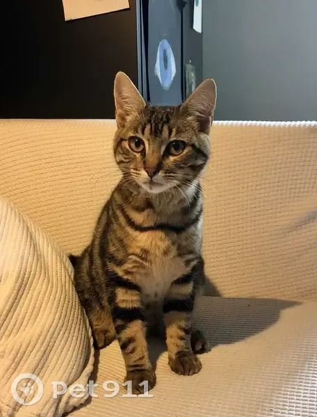 Jeune chat mâle tigré trouvé à Trélazé - photo