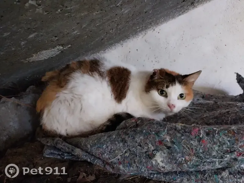 Chatte tricolore craintive à Cognin - photo
