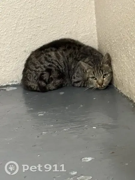 Chat apeuré trouvé, Rue de Soubise - photo
