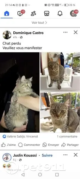 Chat trouvé, très affectueux à Rognac - photo