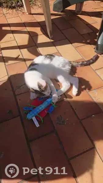 Chat disparu Garçon, Châtellerault (fl531528) - photo