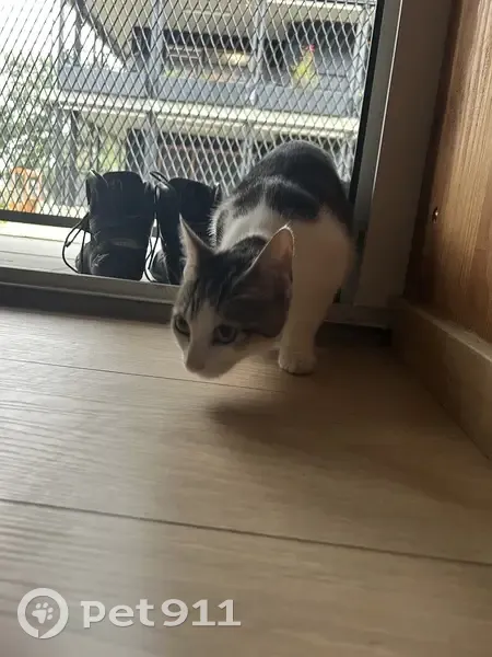 Chat trouvé Garçon, Toulouse (ff531529) - photo