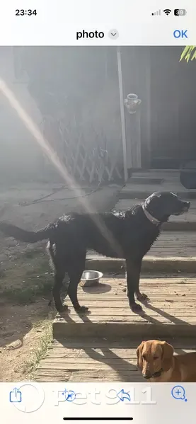 Chien disparu Fille, Séméac (fl531540) - photo