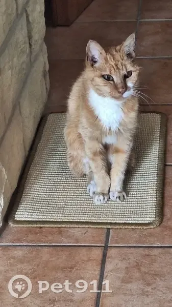 Chat disparu Fille, Saint-Just-Malmont (fl531541) - photo