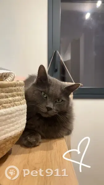 Chat disparu Garçon (fl531548) - photo