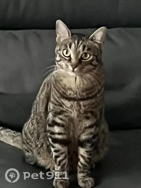 Chat disparu Fille, Malakoff (fl531555) - photo