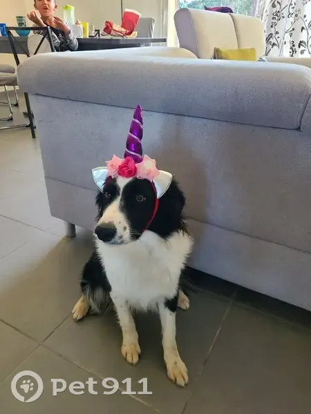Chien disparu Fille, Montauban (fl531571) - photo