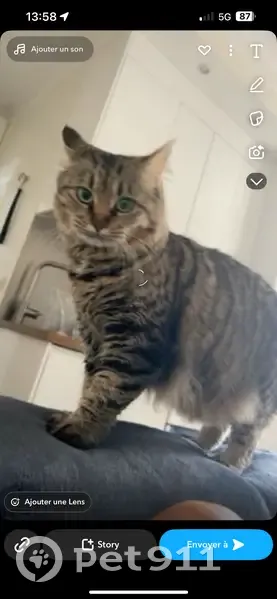 Chat disparu Fille (fl531577) - photo