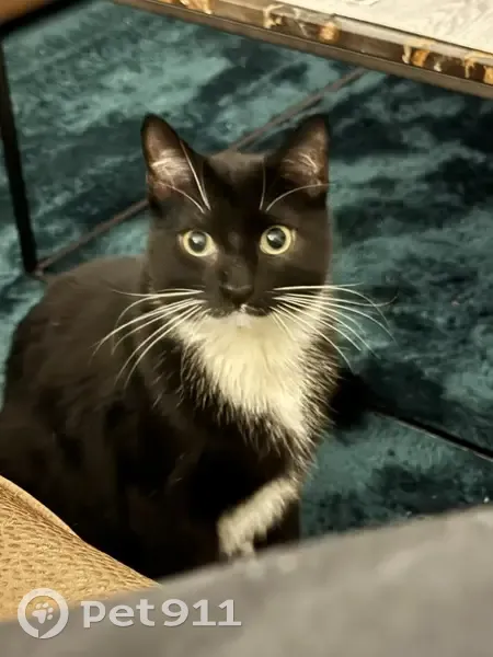 Chat disparu Garçon, Montaigut-sur-Save (fl531580) - photo