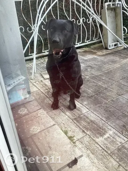 Chien noir trouvé Rue Jules Ferry - photo