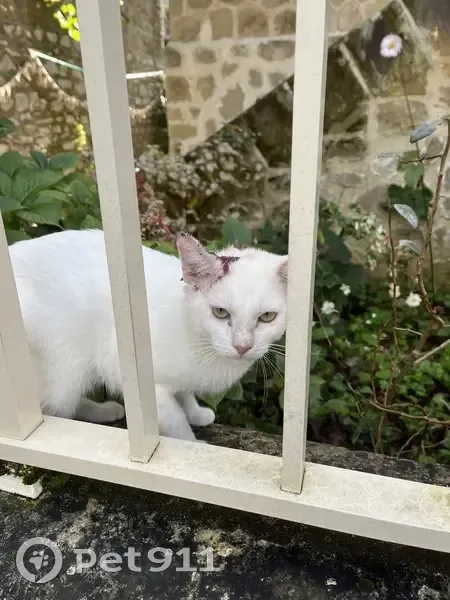 Chat mâle blessé trouvé à Brive - photo