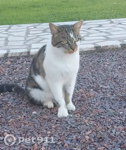 Chat trouvé à Luttange, refuge dans jardin - photo