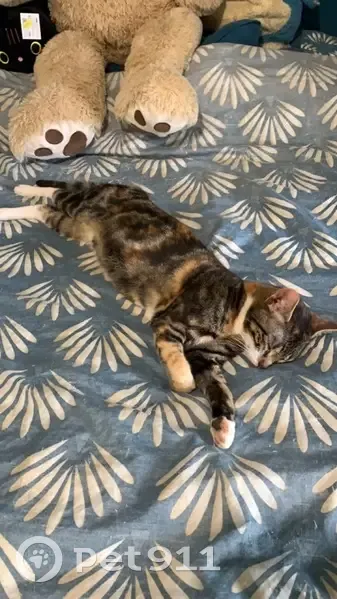 Chat perdu à Sévérac : Uka, 1 an et demi - photo