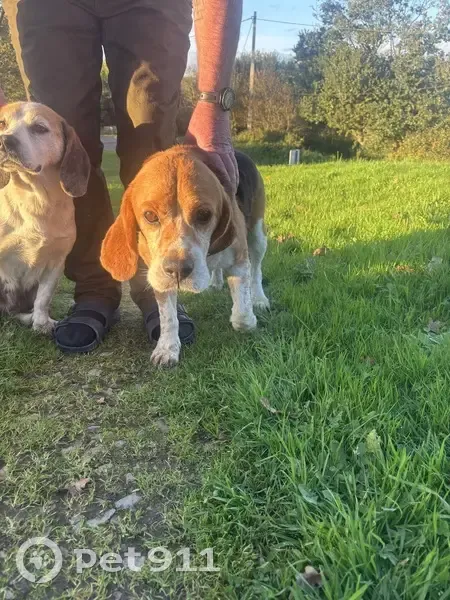 Beagle et St Hubert trouvés à Montsenelle - photo