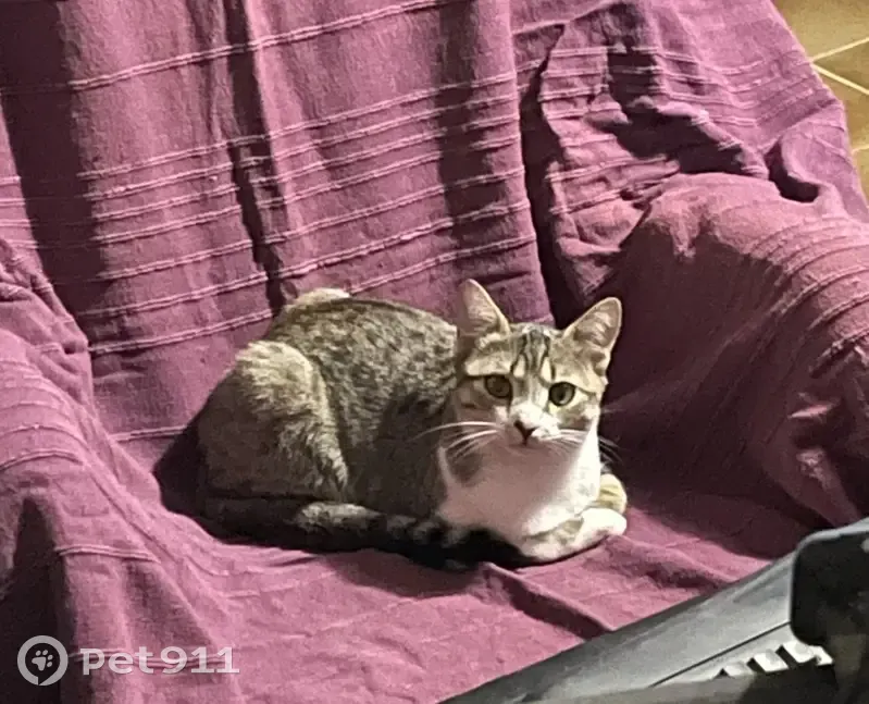 Chatte Canaille disparue à Velaux - photo