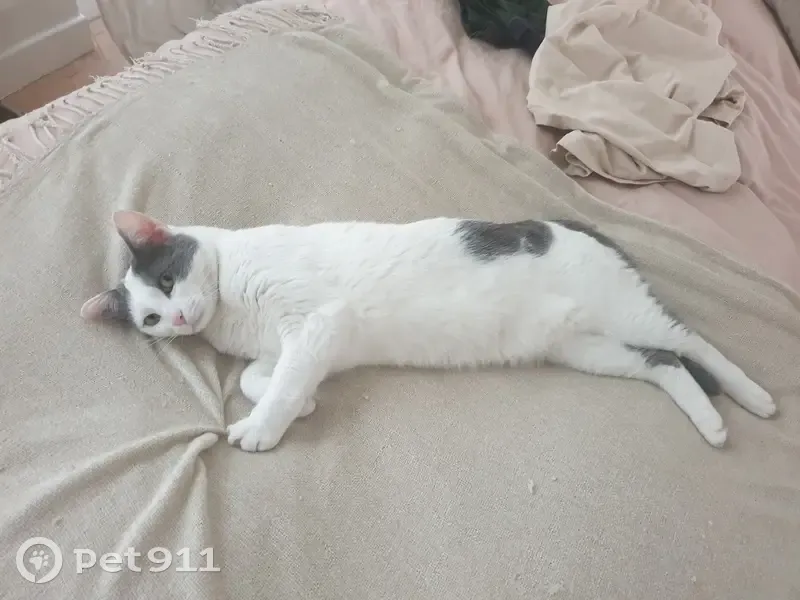 Chatte blanche et grise perdue à Paris 18e - photo